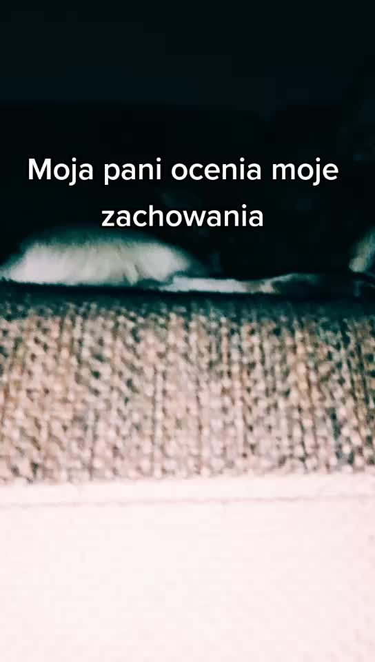 @❣️Reksio❣️