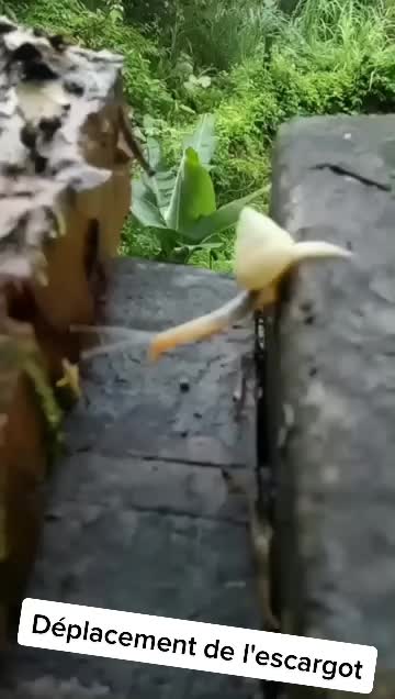 @𝓔𝓵𝓮𝓷