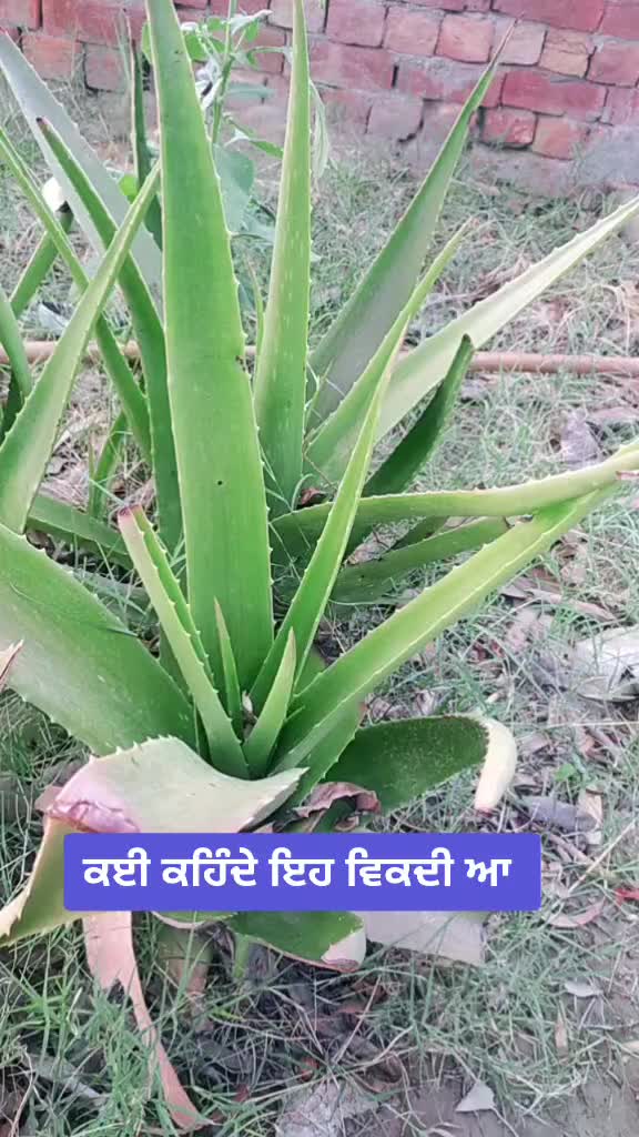 @👑MandeeP PunJabi🎀