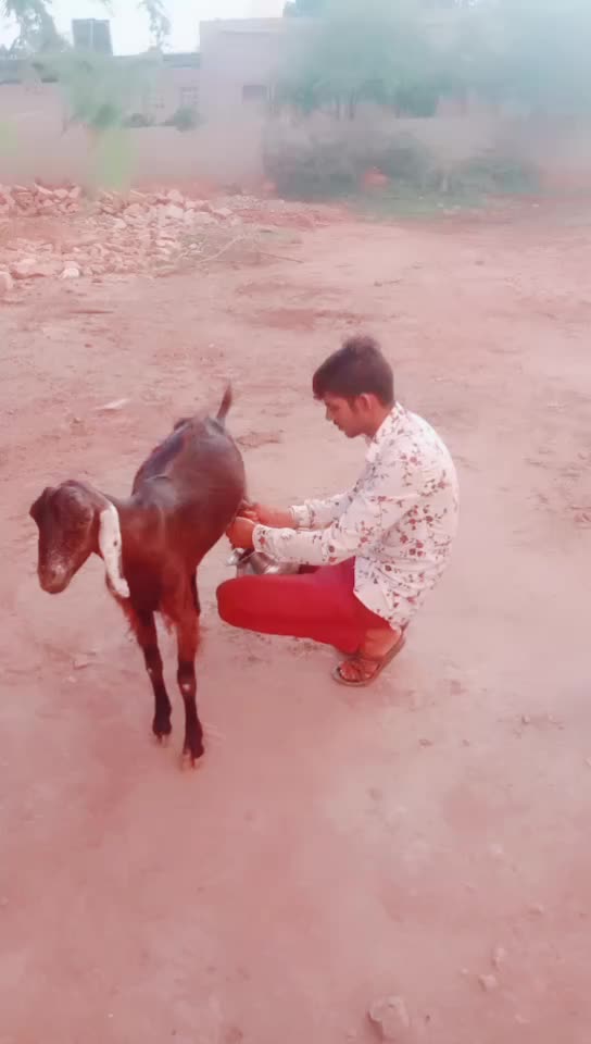 @Gopal Toyta 6