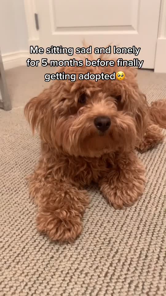 @⚡️Cutest puppy on planet earth