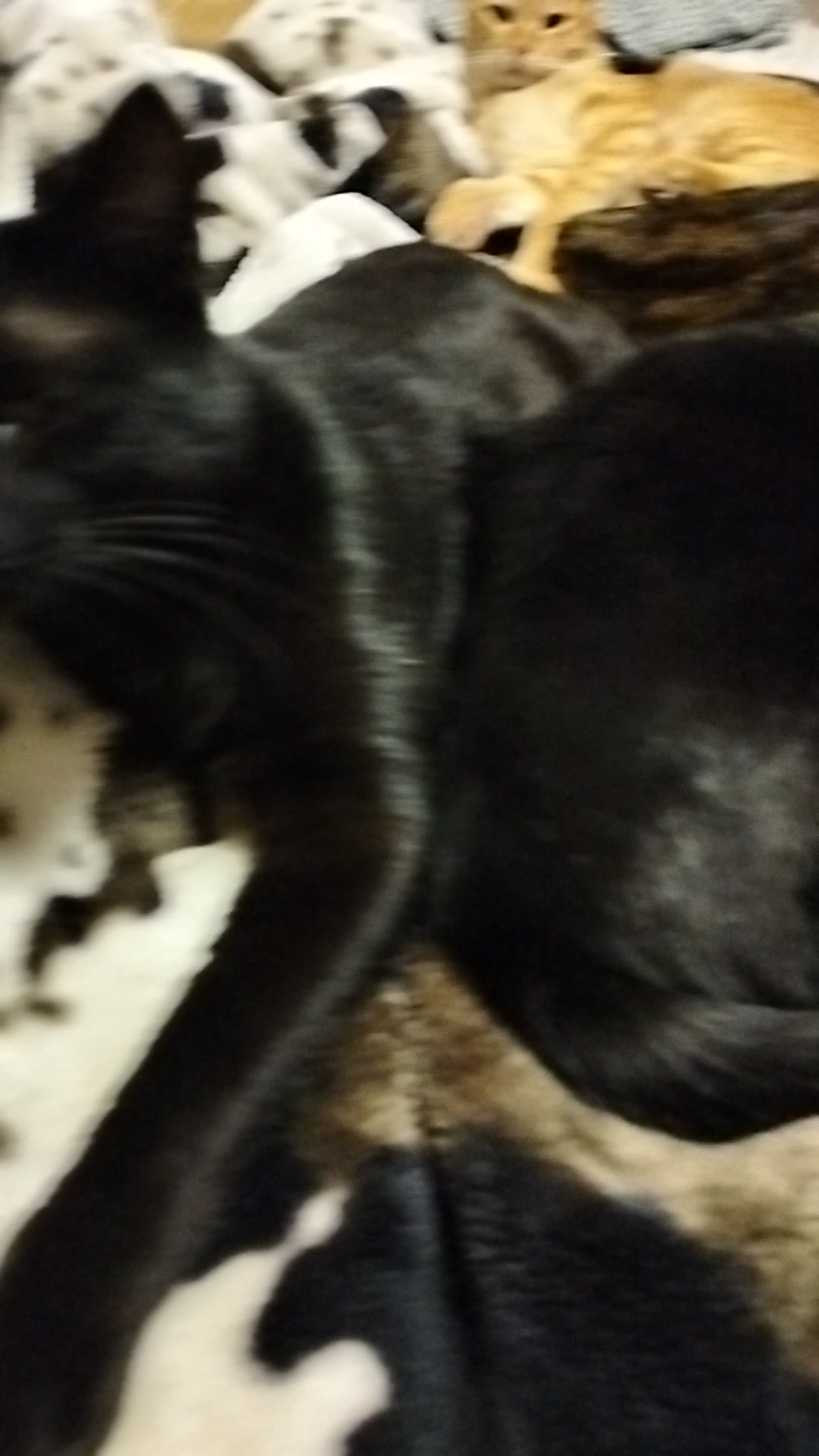 @lalocadelosgatos
