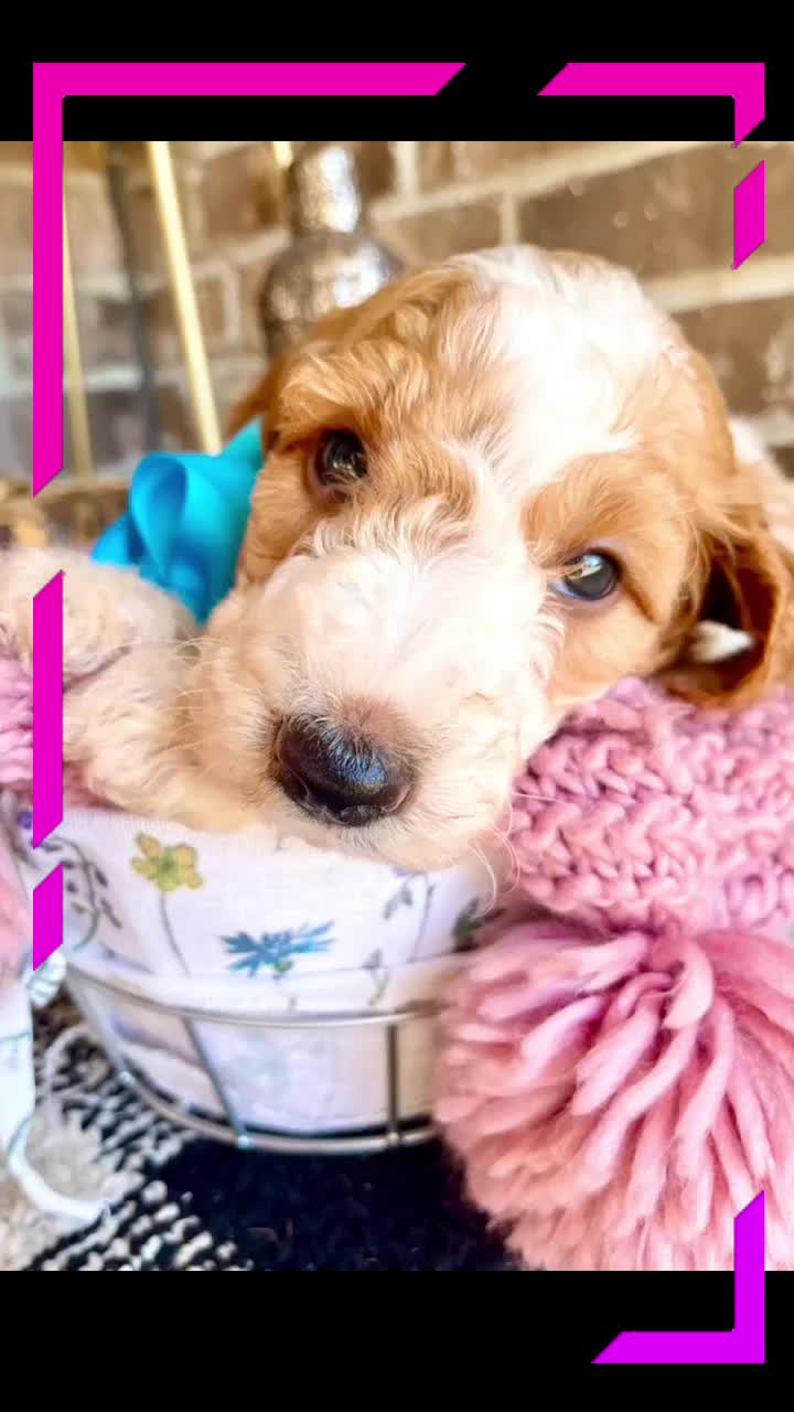 @PIA&rsquo;s Doodle Poodle Wag