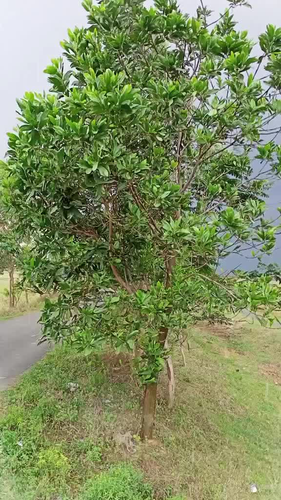 @user95292024069