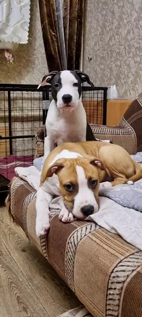 @🐕