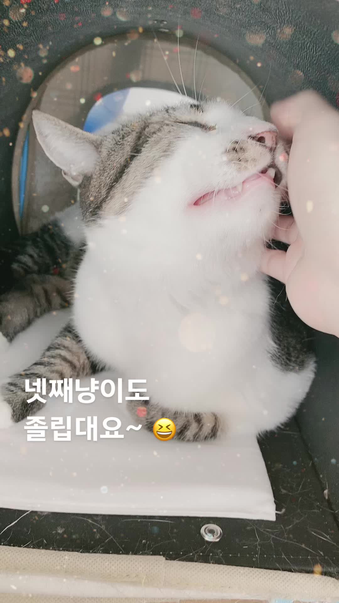 @lifewithkitty