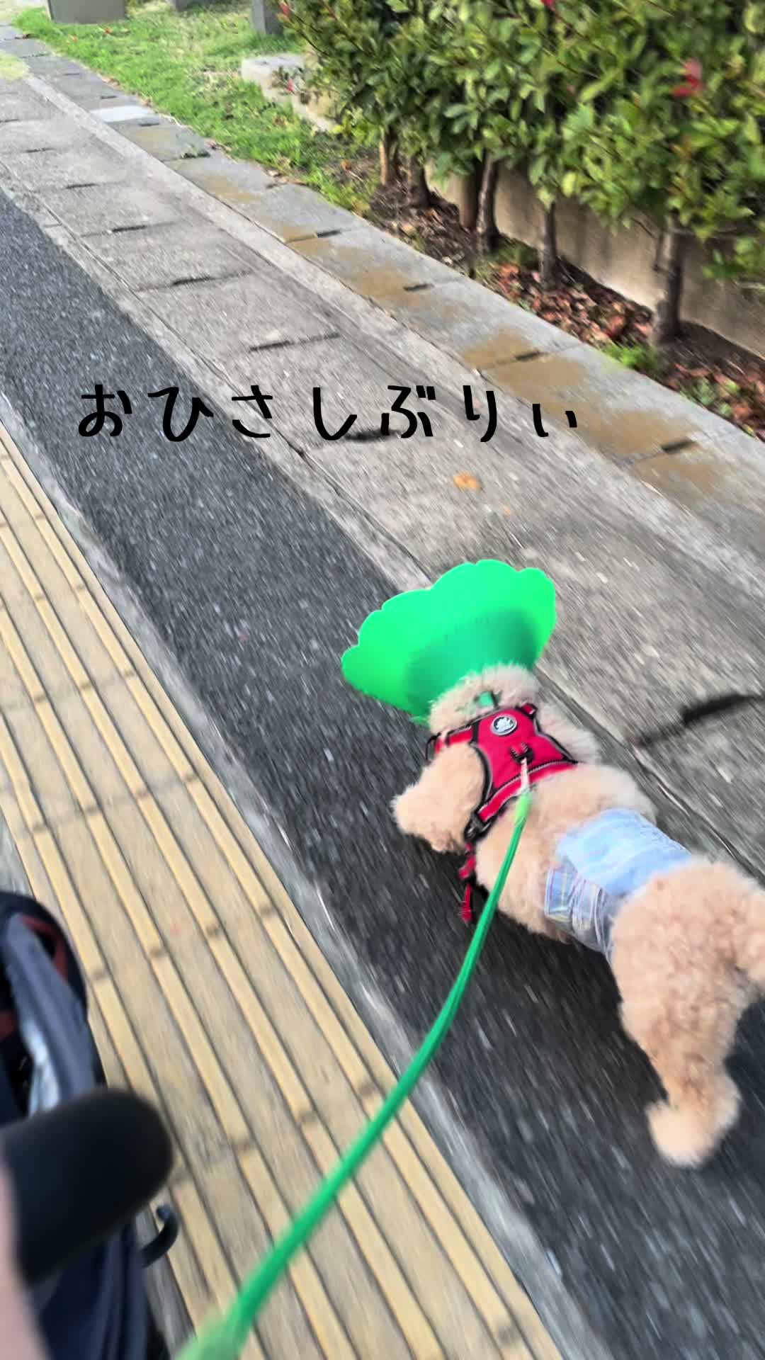 @きなこ