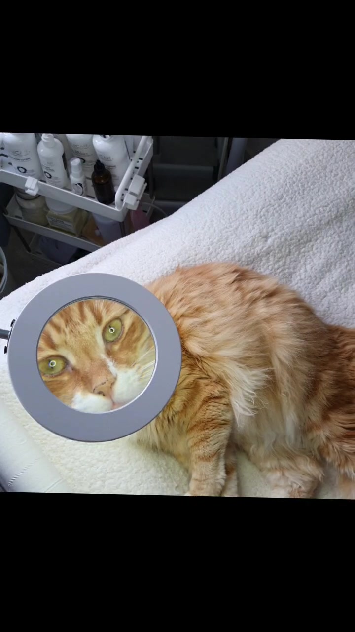@Odintheforestcat