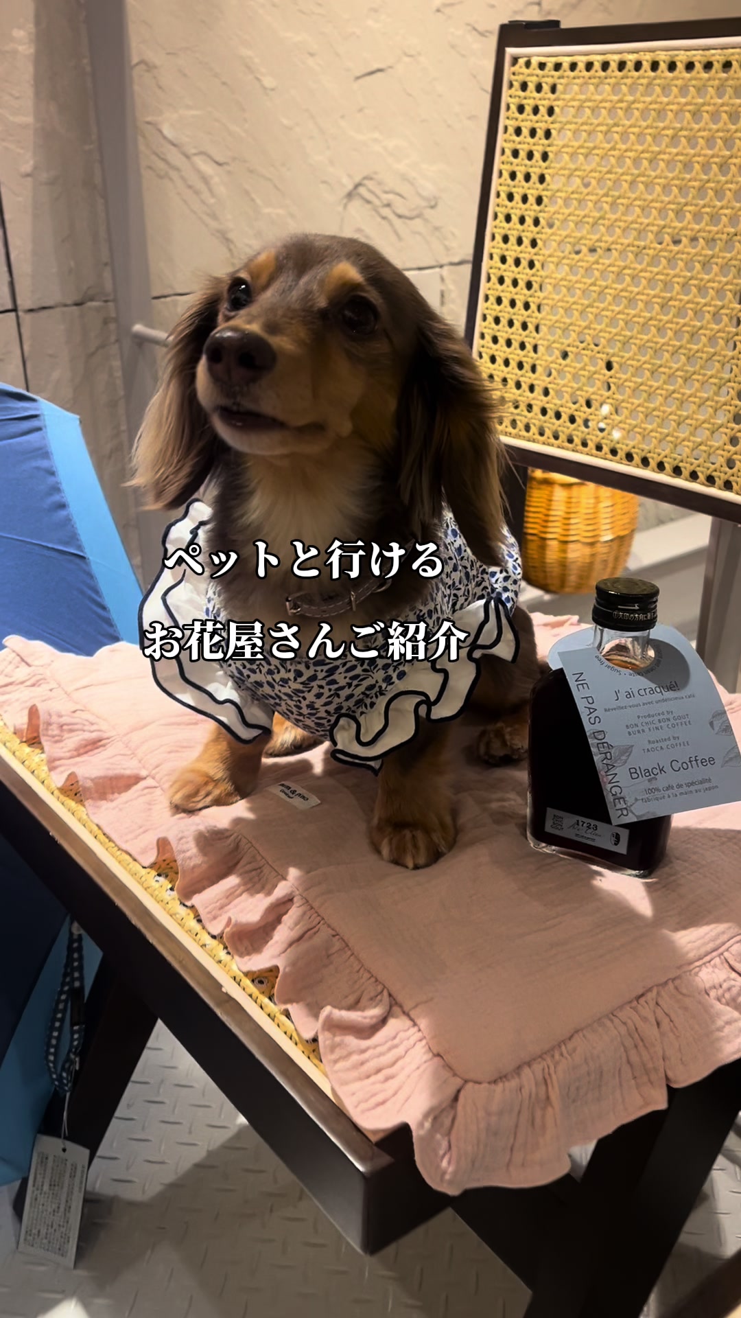 @wanwanカフェ物語