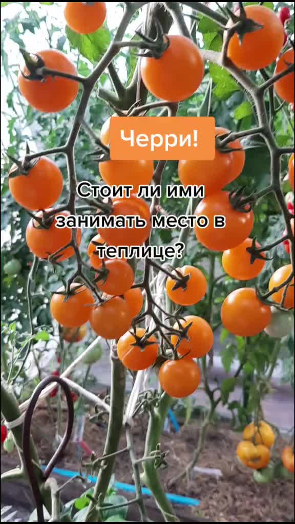 @Дача мечты
