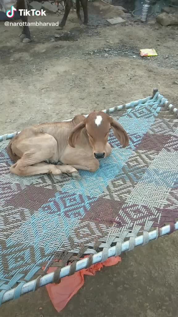 @D.K.ભુવા