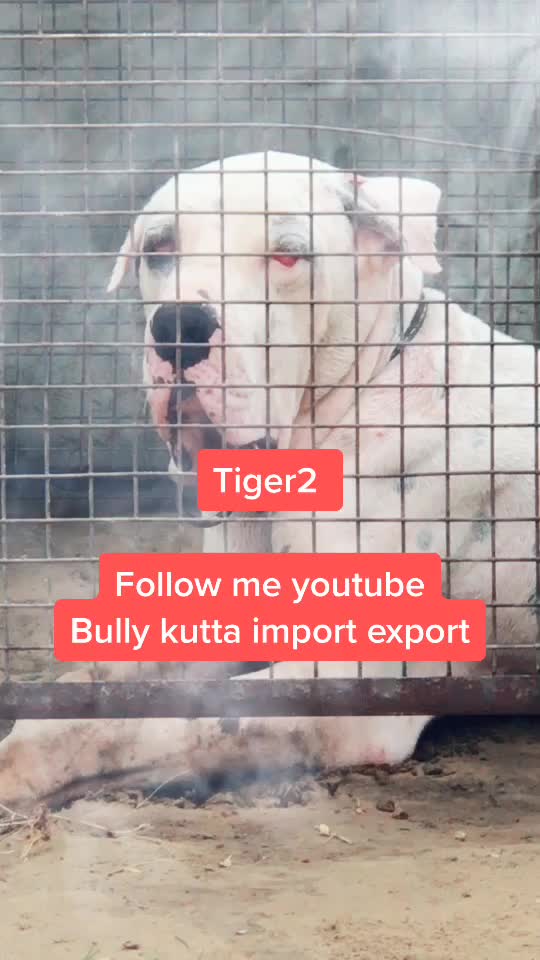 @charger bully dog kennel