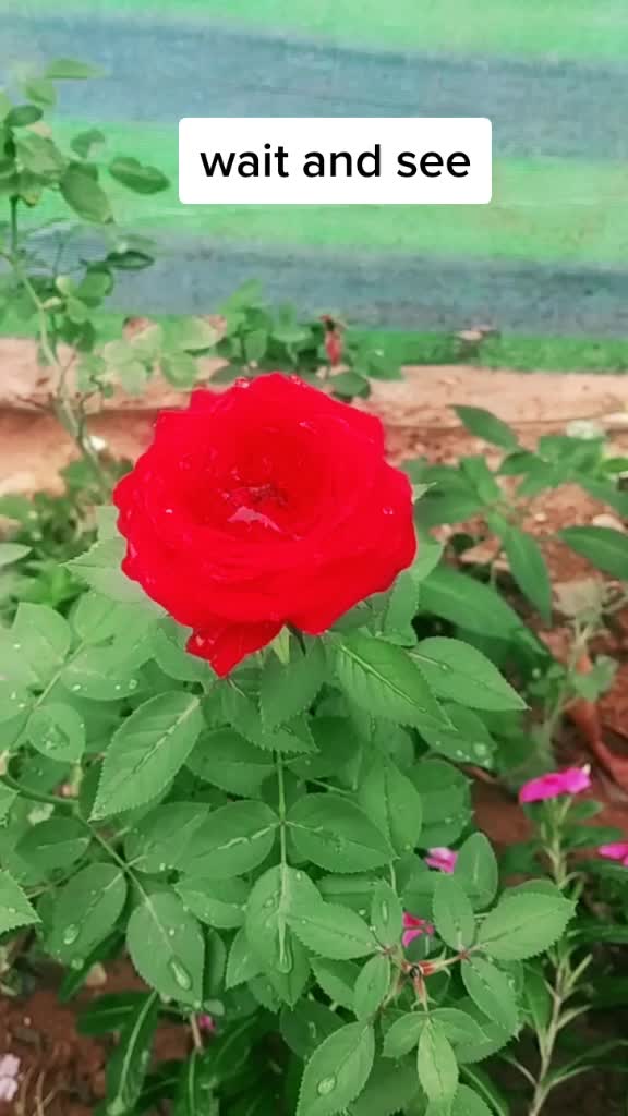 @Rammy Ramesh