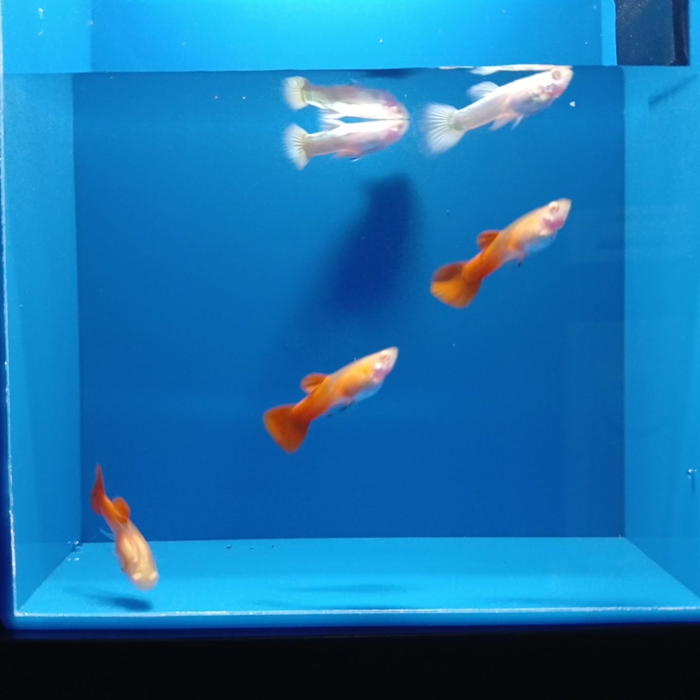 @Ga Guppy Farm
