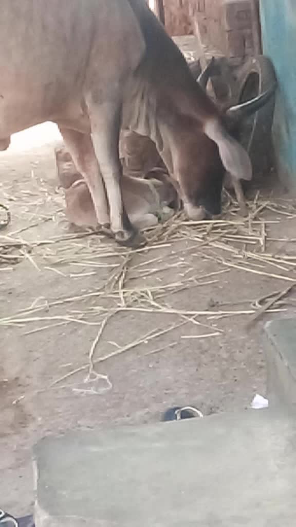 @vijaybheabharvad