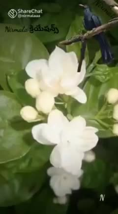@బాలKRISHNA