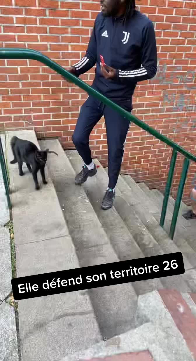 @26 Le Chat