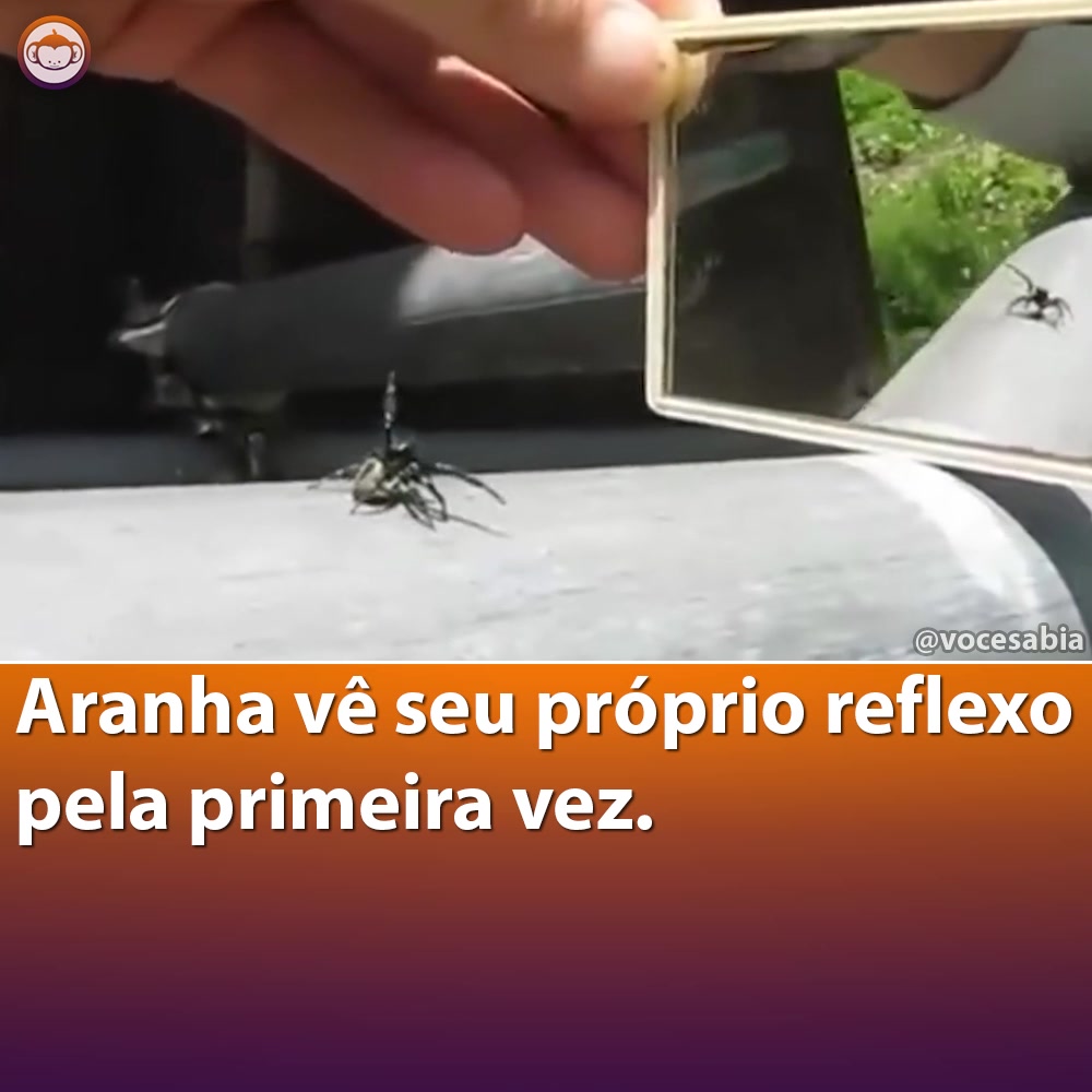 @Você Sabia?