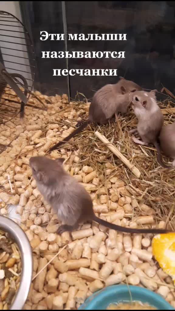 @Тася