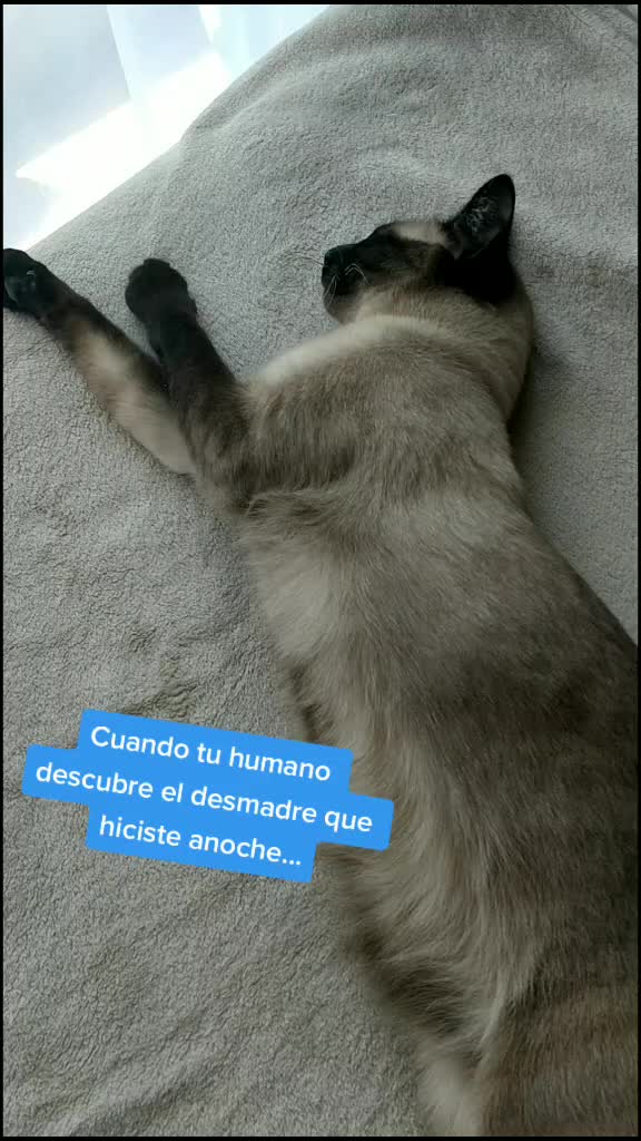 @Titan the Cat