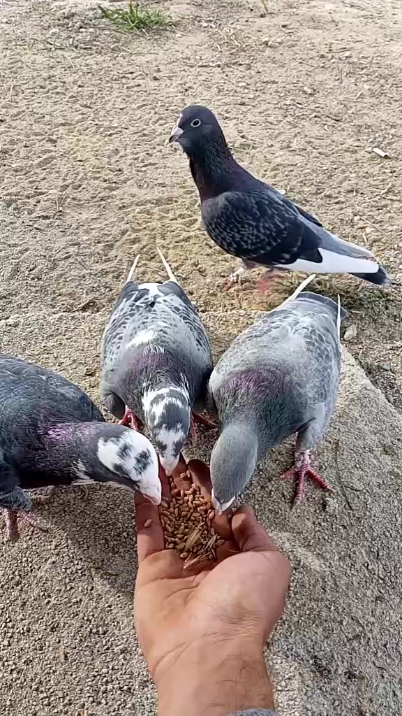 @01karaca02