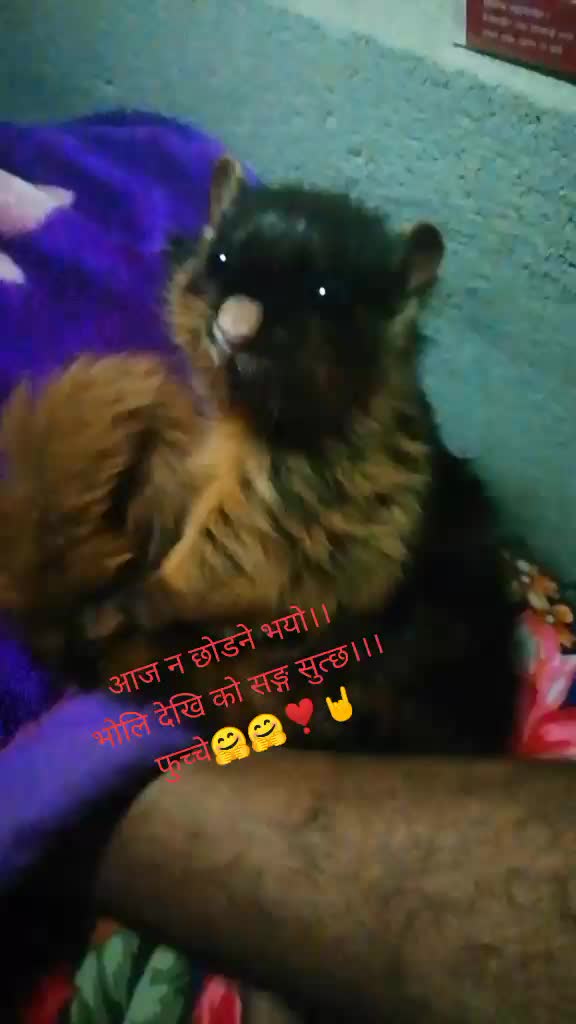 @adhikarishankar67
