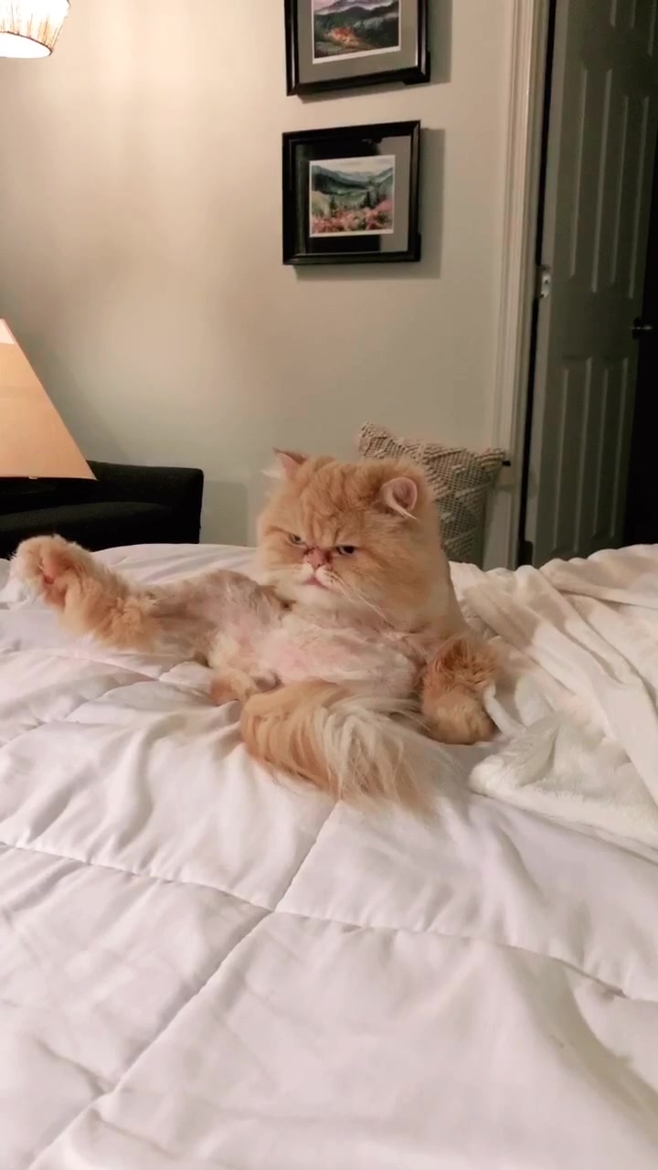 @Nugget the Cat