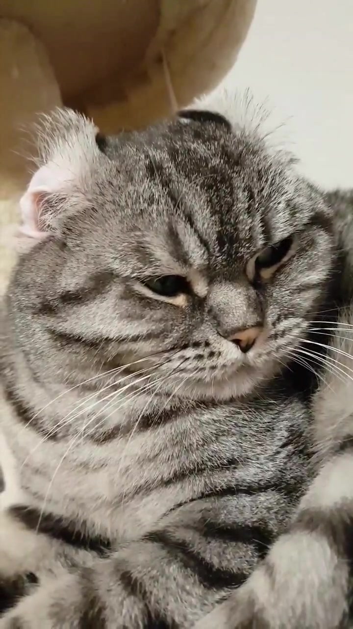@the coconutkitty
