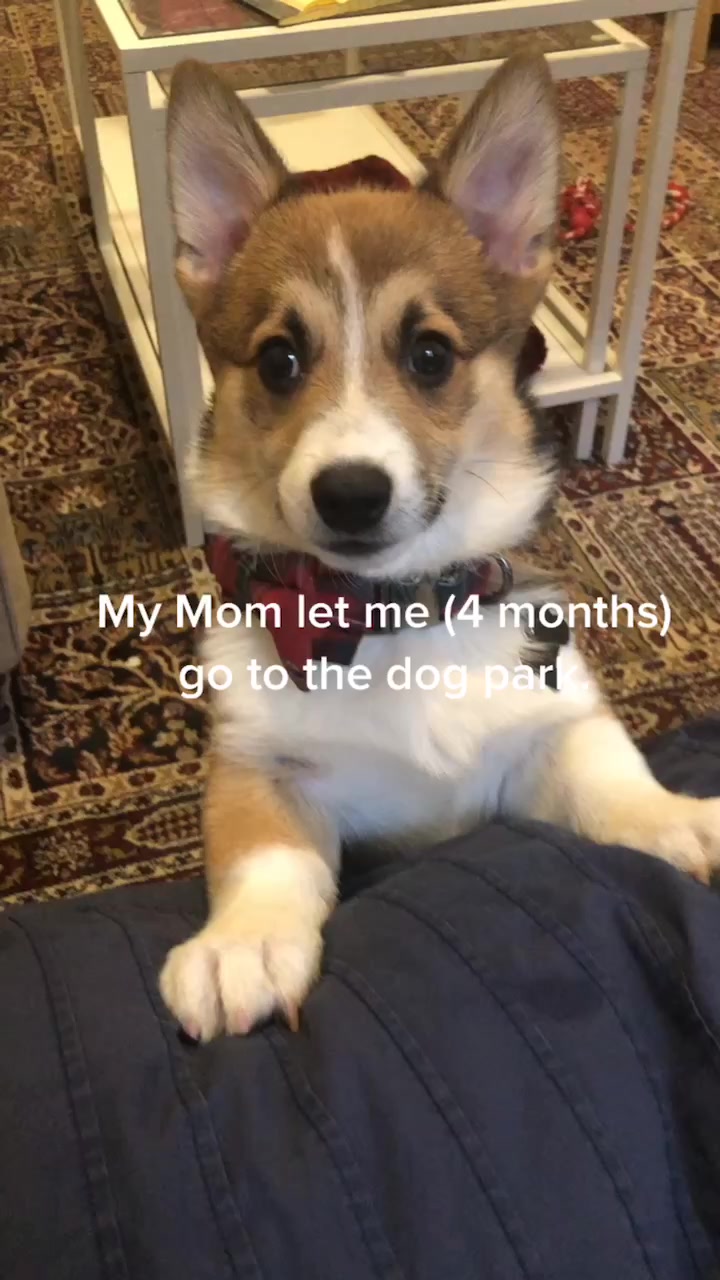 @Ollie The Corgi