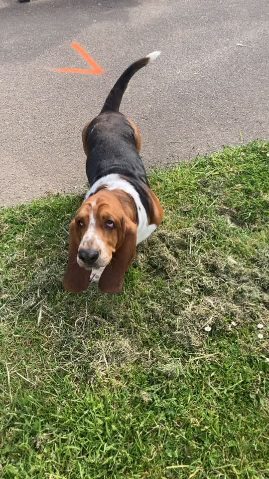 @Olaf le basset hound 🐾