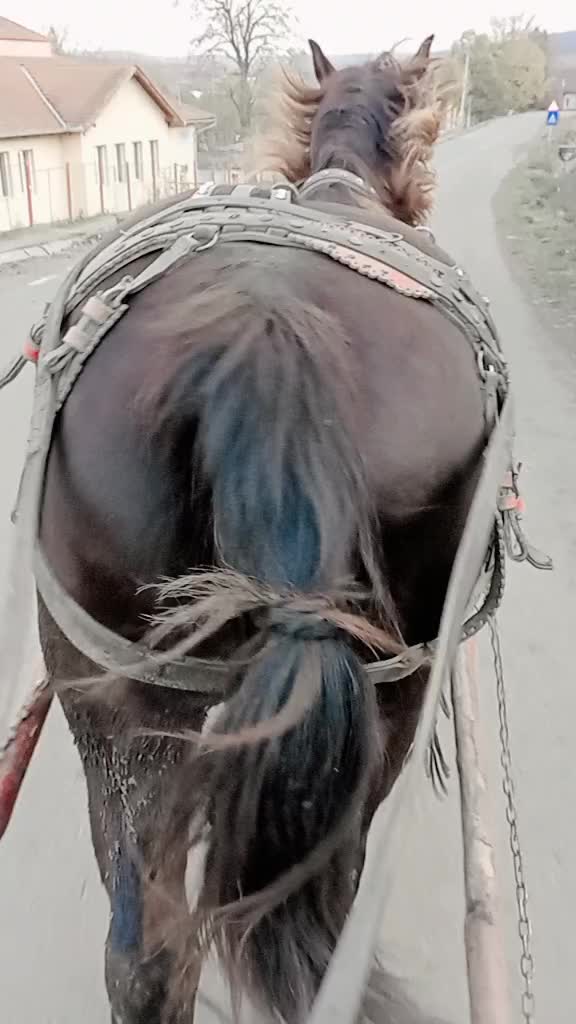 @Mureșan adela