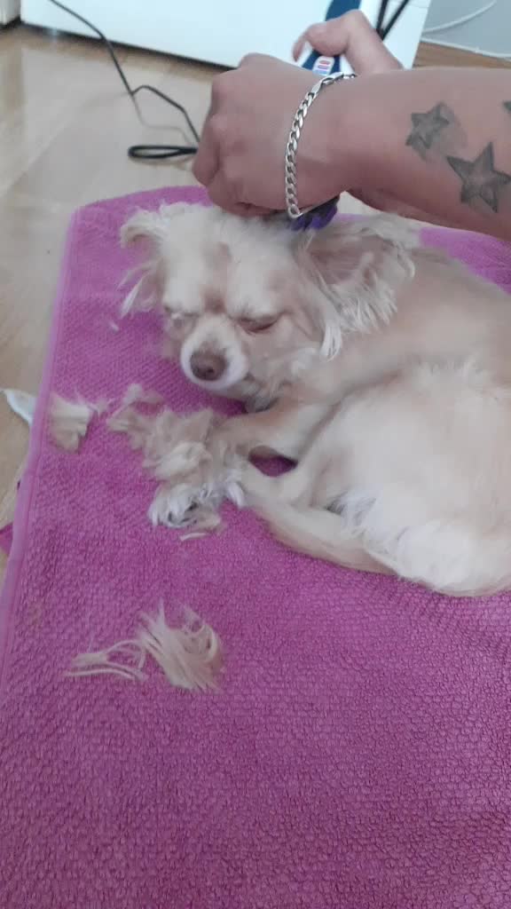 @sissi_dog