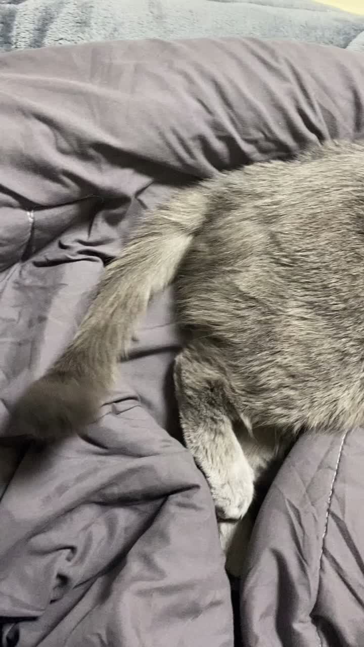 @별이집사😻