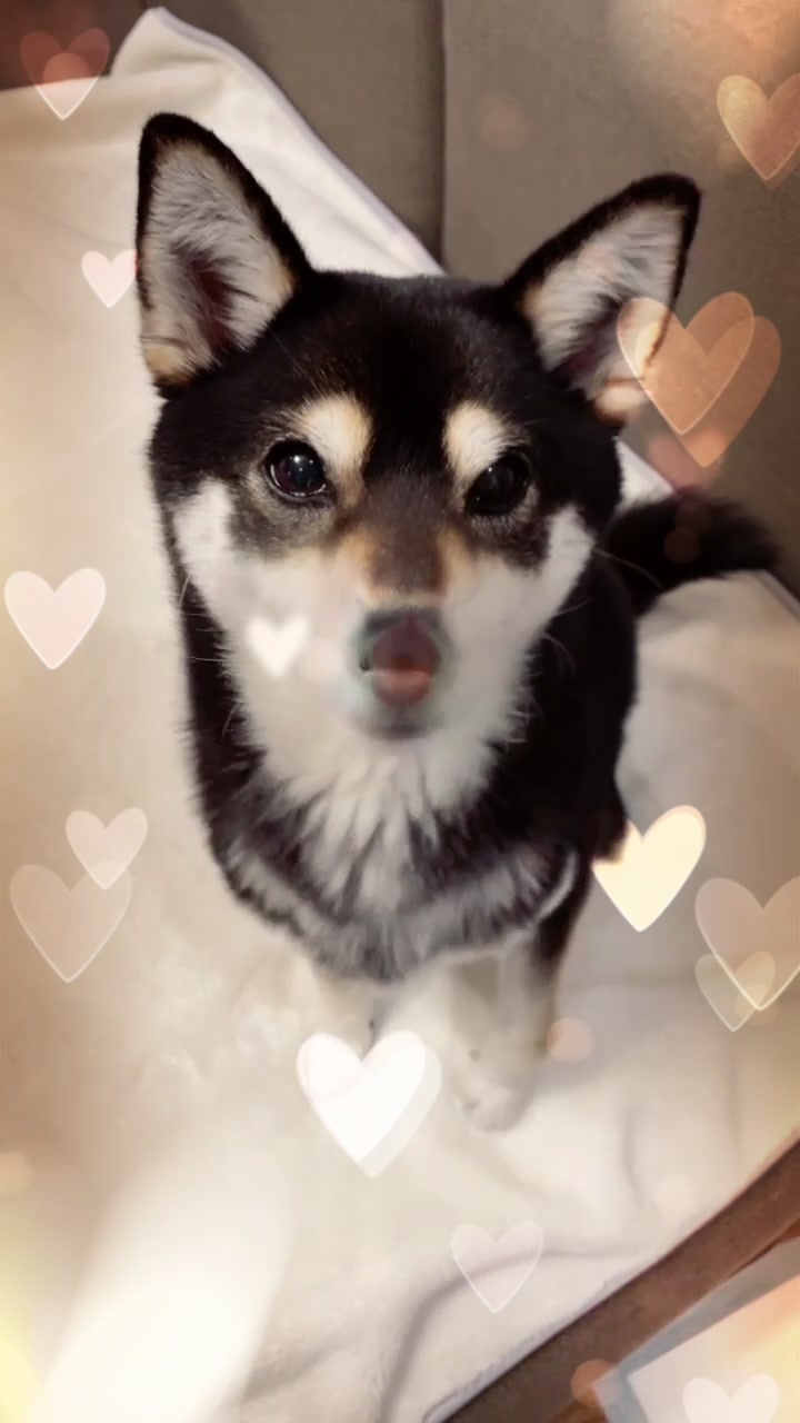 @☀️黒柴犬ひめ☀️