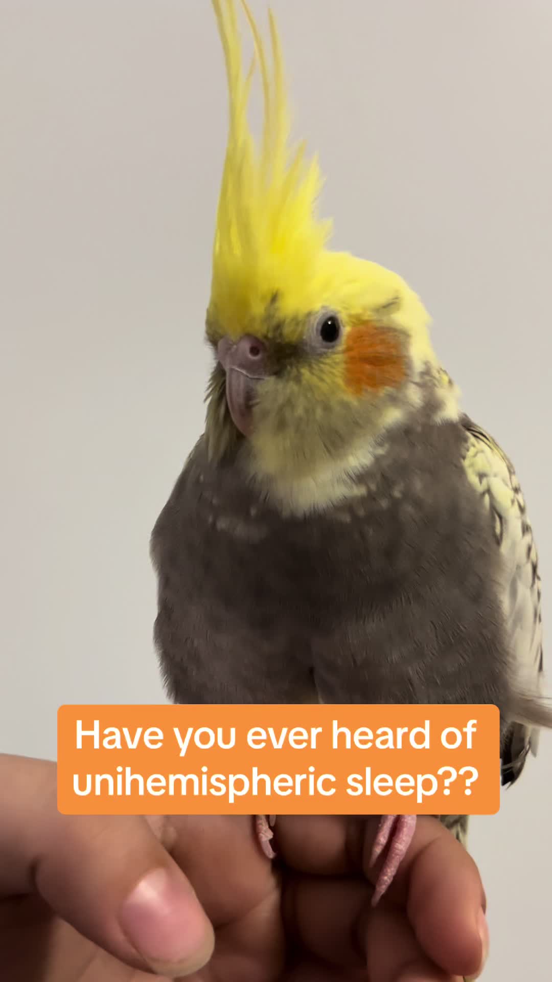 @NuggetandZeus