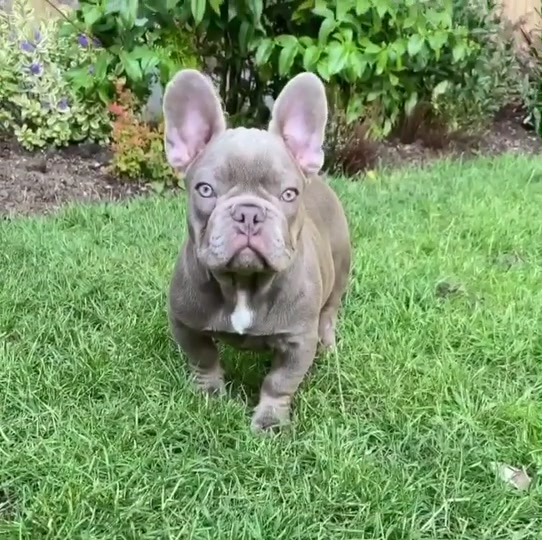 @rudzbulldogz