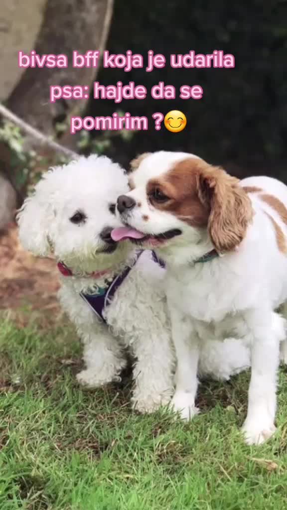@love animals🥺❤