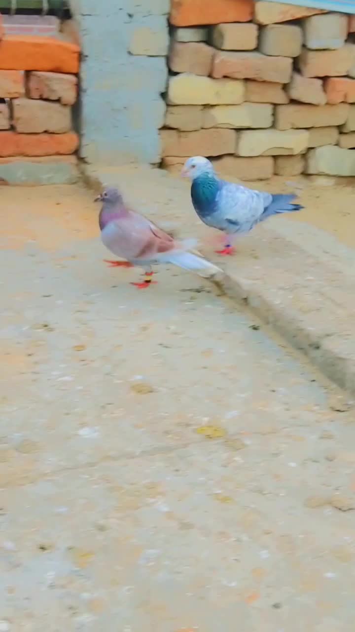 @sameerkhan