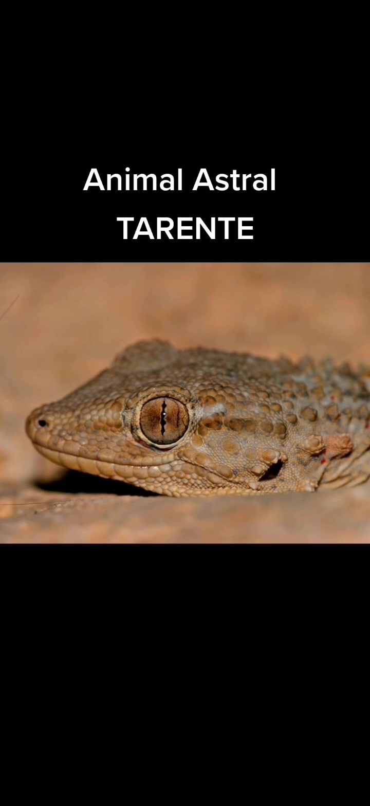 @zooastro