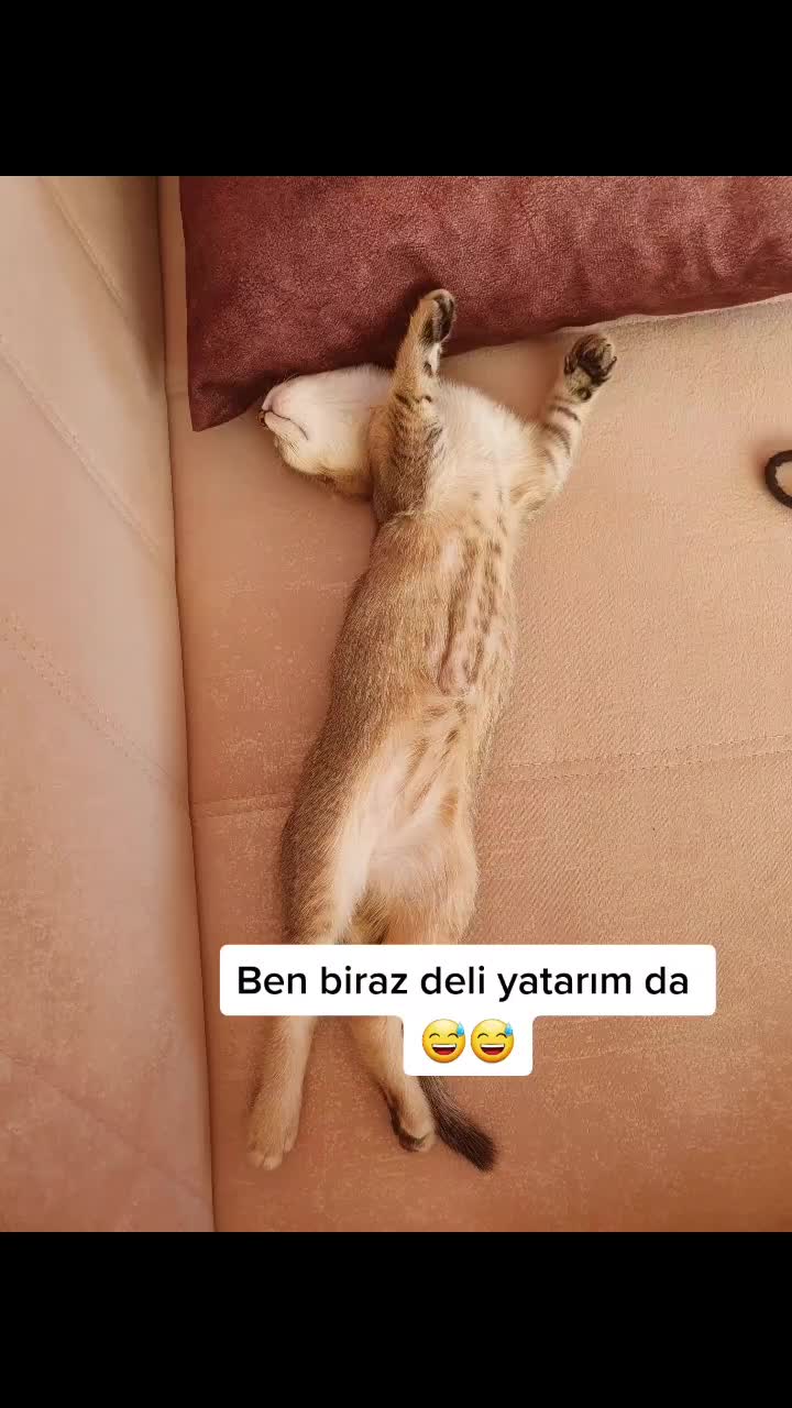 @Alya