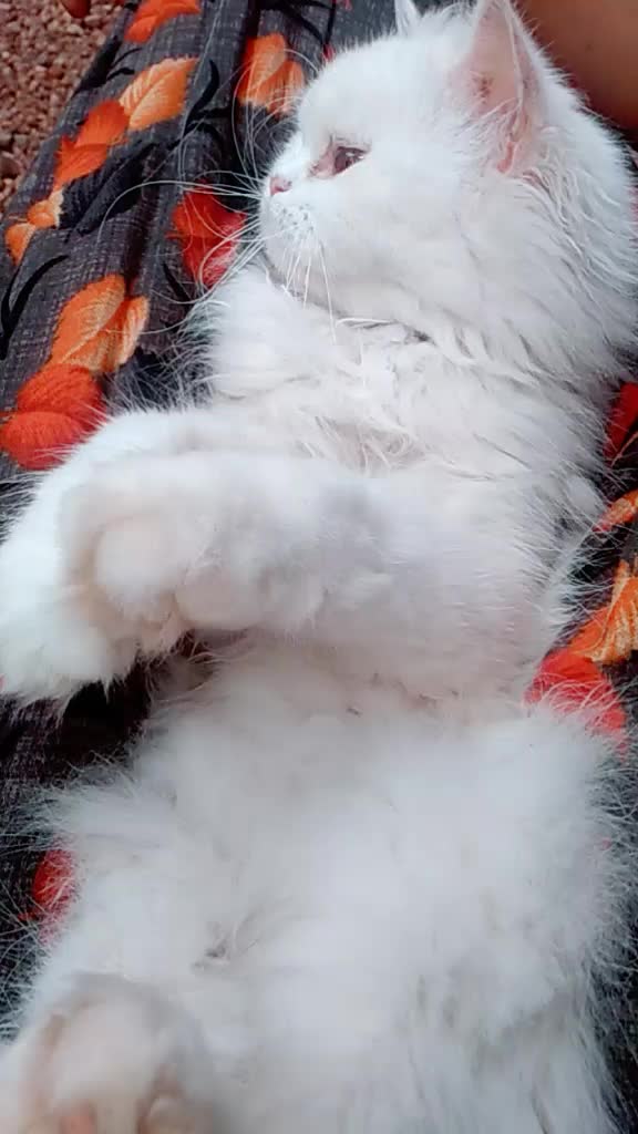@kitkat__girl__