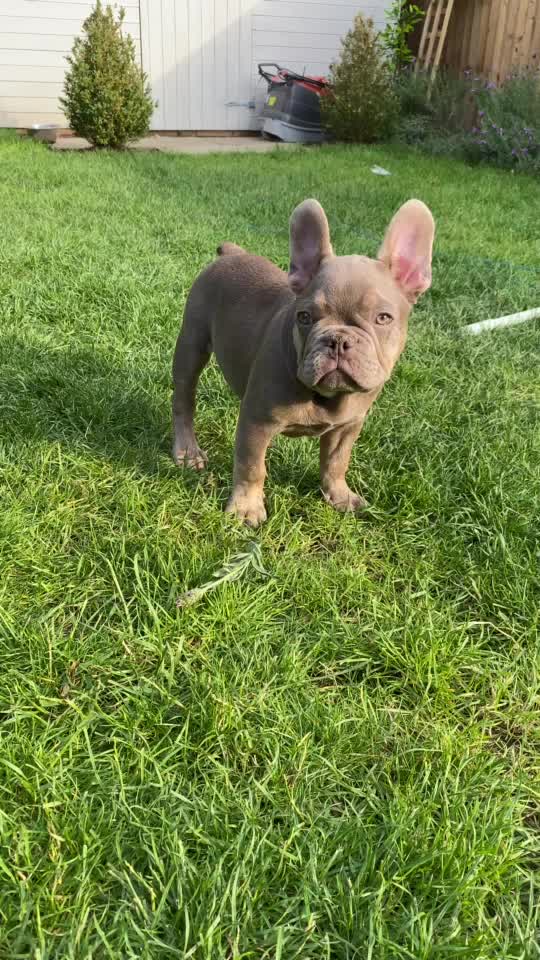 @rudzbulldogz