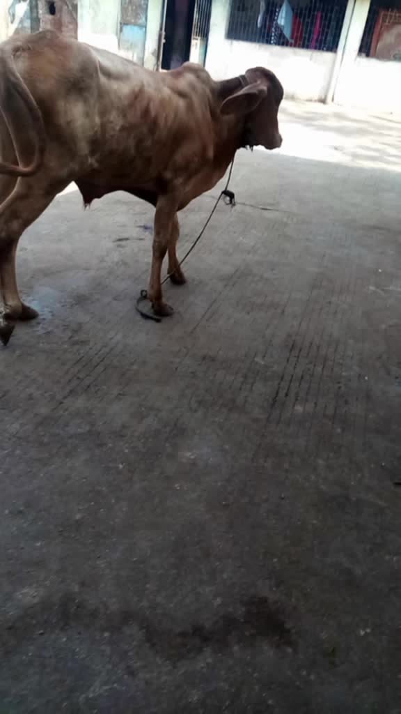 @vijaybheabharvad