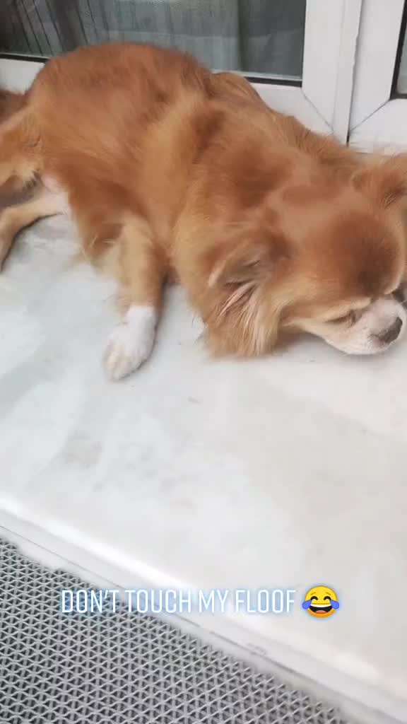 @COOKIEJUNP