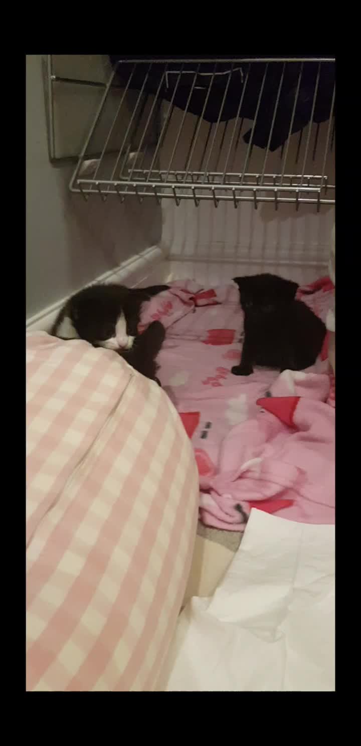 @storm.and.kittens
