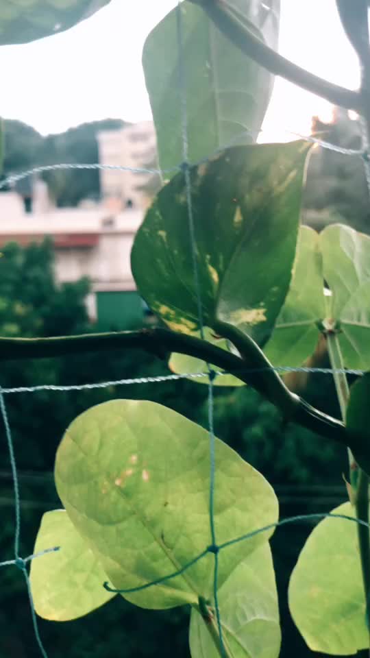 @Neethu Ravindran