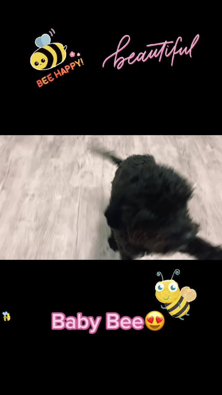 @Bentleys Boutique Pet Groomers