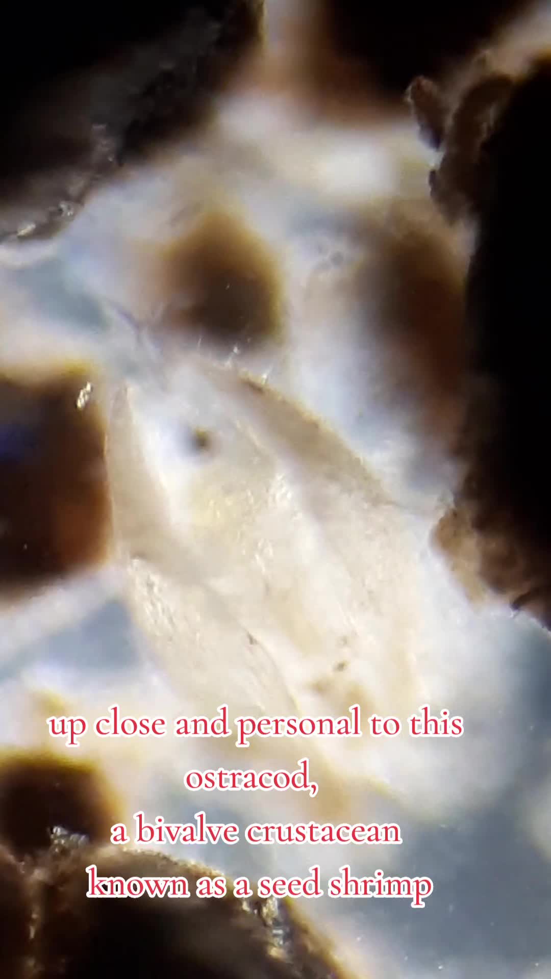 @Smeee❌microscope🏴󠁧󠁢󠁥󠁮󠁧󠁿