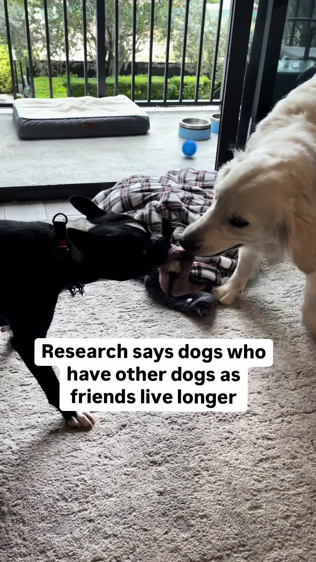 @PetFitness