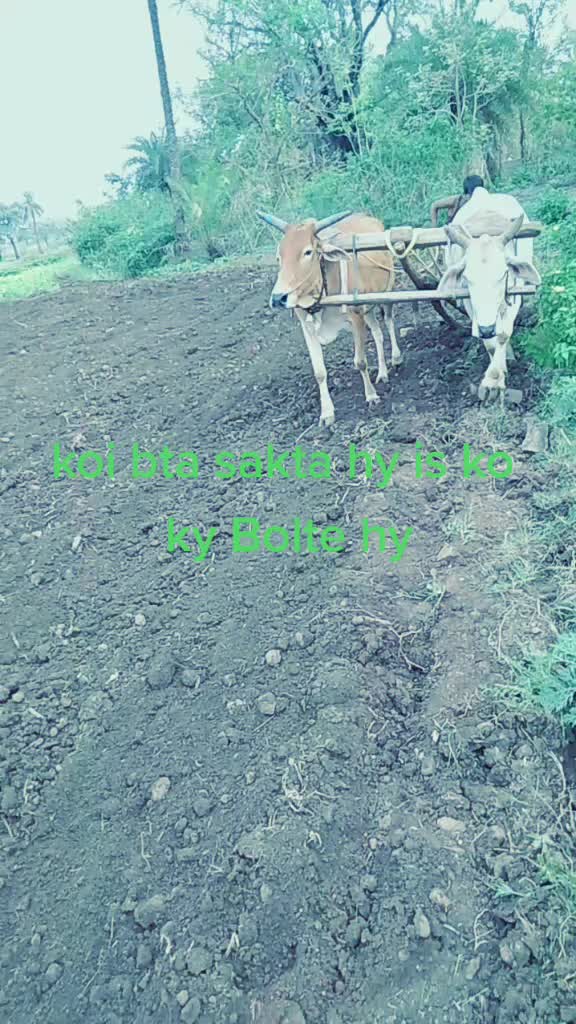 @jitendra singh